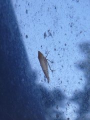 Euacanthella palustris