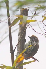 Picumnus innominatus