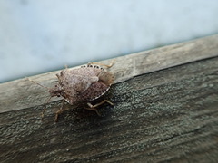 Halyomorpha halys