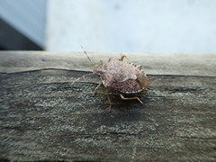 Halyomorpha halys