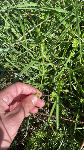 Piedmont Bedstraw
