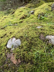 Racomitrium canescens