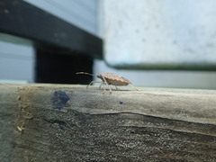 Halyomorpha halys