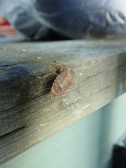 Halyomorpha halys