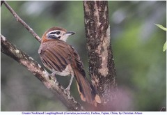 Pterorhinus pectoralis