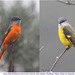 Gray-chinned Minivet - Photo (c) Christian Artuso, some rights reserved (CC BY-NC-ND), uploaded by Christian Artuso