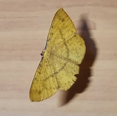 Eumelea rosalia