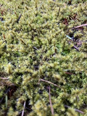 Racomitrium canescens