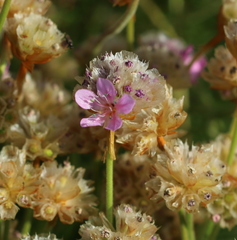 Armeria maritima maritima