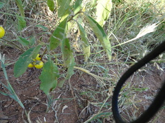 Solanum elaeagnifolium