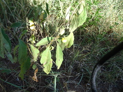 Solanum elaeagnifolium