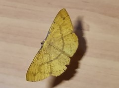 Eumelea rosalia