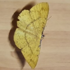 Eumelea rosalia