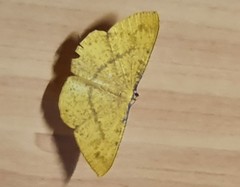 Eumelea rosalia