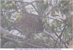 Tragopan caboti