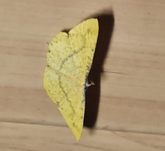 Eumelea rosalia