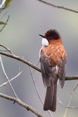 Hemixos castanonotus