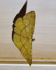 Eumelea rosalia