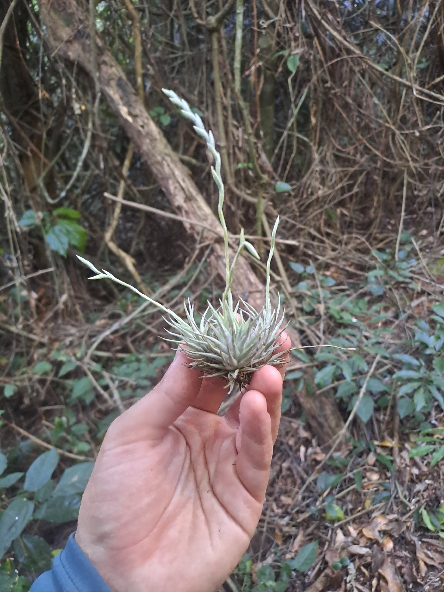 Tillandsia loliacea