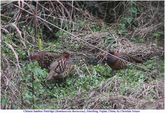 Bambusicola thoracicus