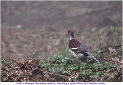 Syrmaticus ellioti