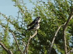 Hirundo dimidiata