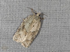 Acleris placidana