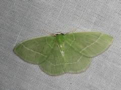 Nemoria rubrifrontaria