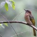 Mountain Bulbul - Photo (c) Christian Artuso, some rights reserved (CC BY-NC-ND), uploaded by Christian Artuso