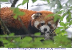 Ailurus fulgens styani