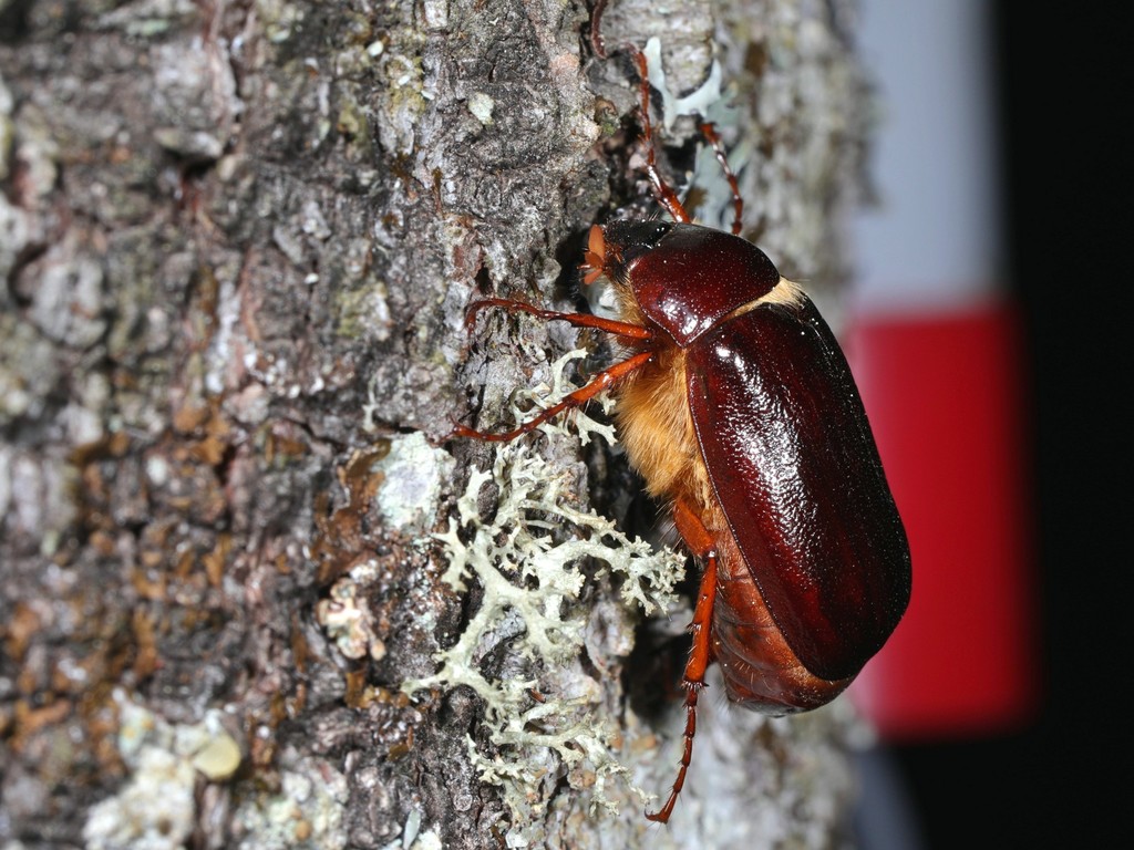 Forest-ogre June Beetle
