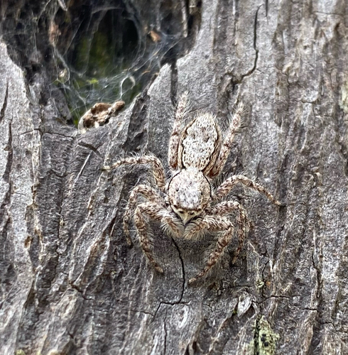 Platycryptus magnus