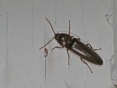 Melanotus castanipes