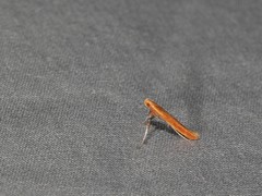 Caloptilia invariabilis