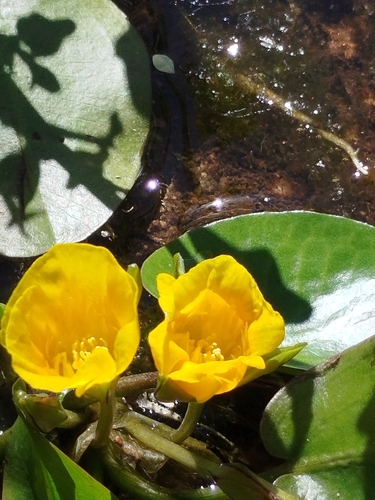 Hydrocleys martii, photograph 6