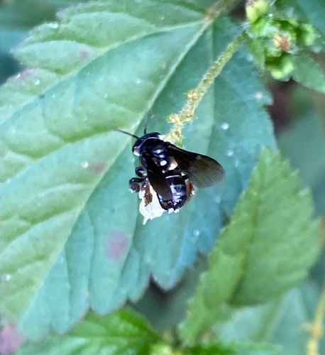 Spiny-legged Stingless bee
