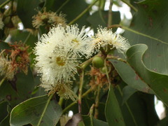 Eucalyptus alba