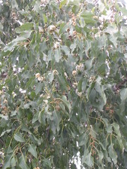 Eucalyptus alba