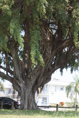 Ficus benjamina benjamina