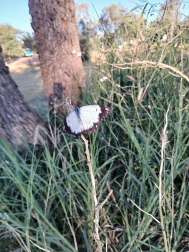 Caper White