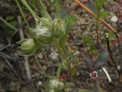 Stylocline micropoides
