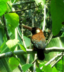 Galbalcyrhynchus leucotis