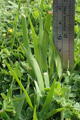 Sisyrinchium rosulatum