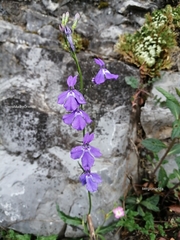 Lobelia sublibera