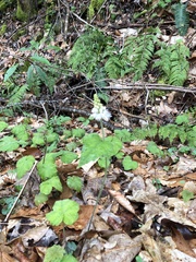 Tiarella austrina