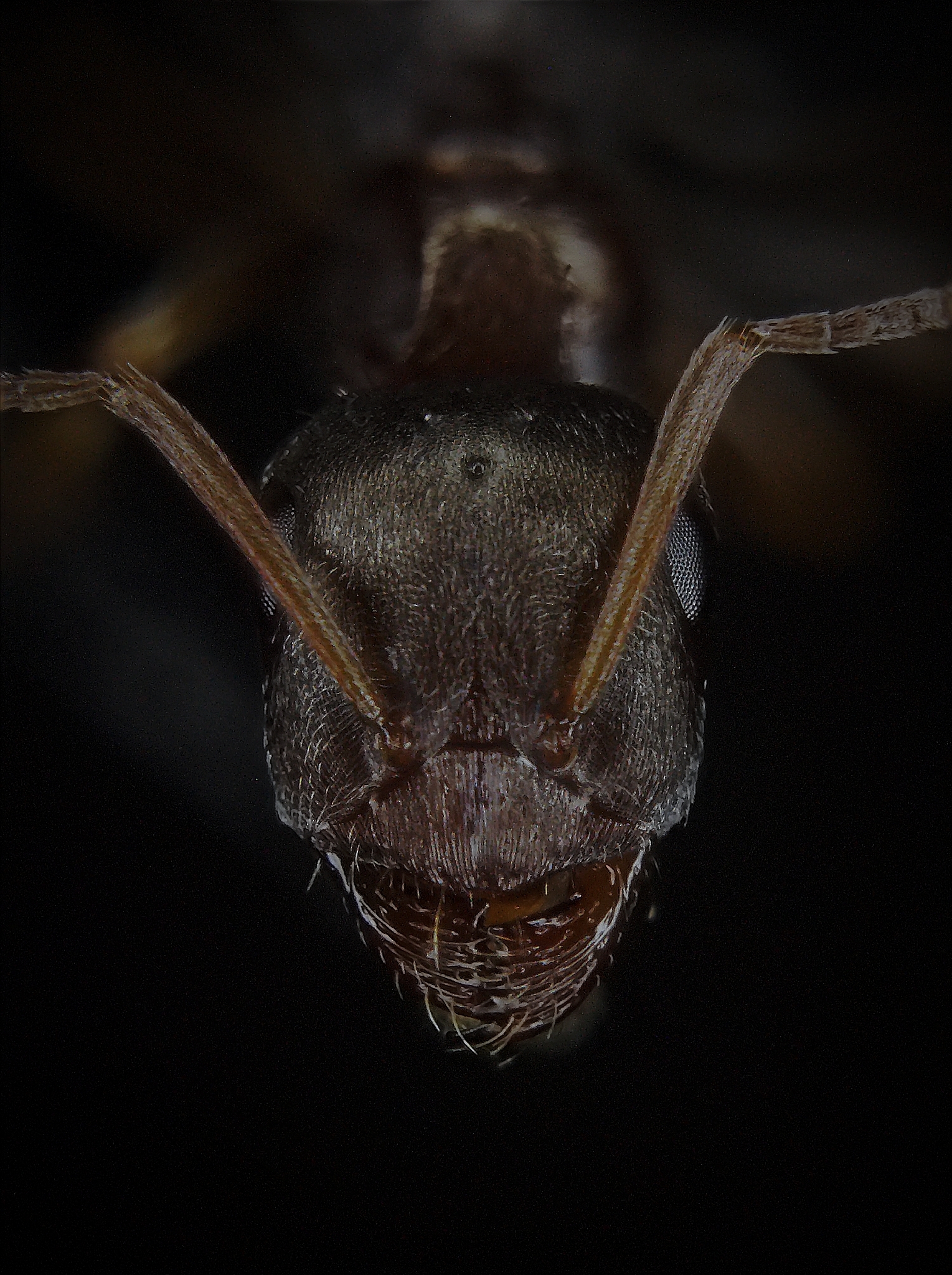 Proformica pilosiscapa