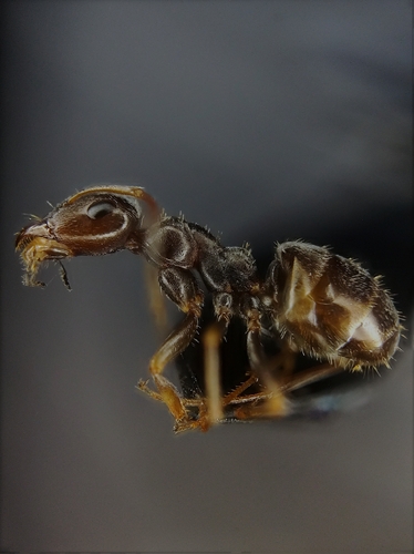 Proformica pilosiscapaProformica pilosiscapa