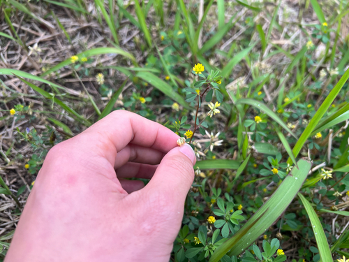 Lesser hop trefoil
