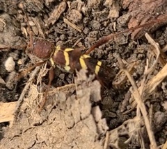 Neoclytus acuminatus