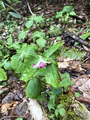 Trillium